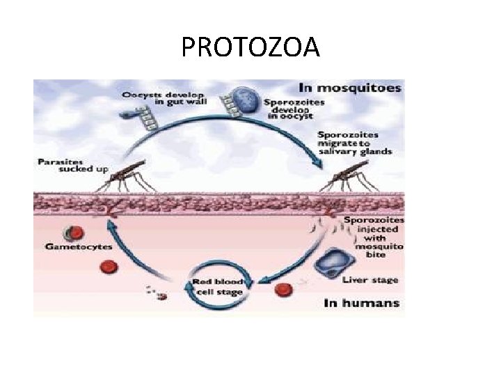 PROTOZOA 