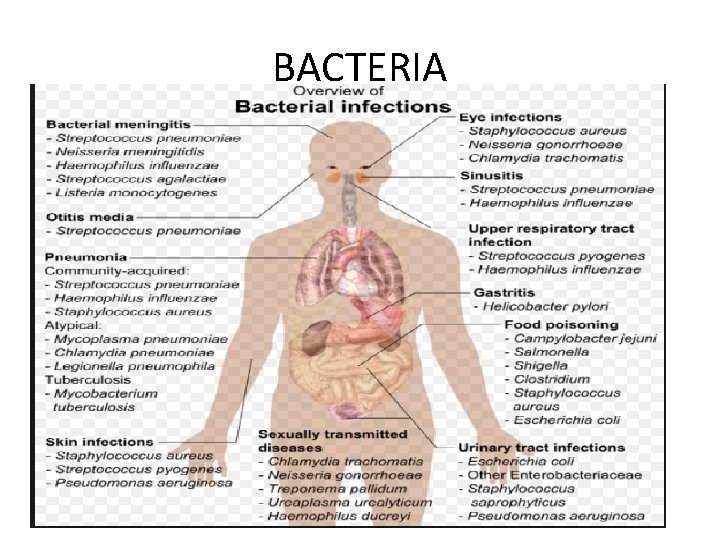 BACTERIA 