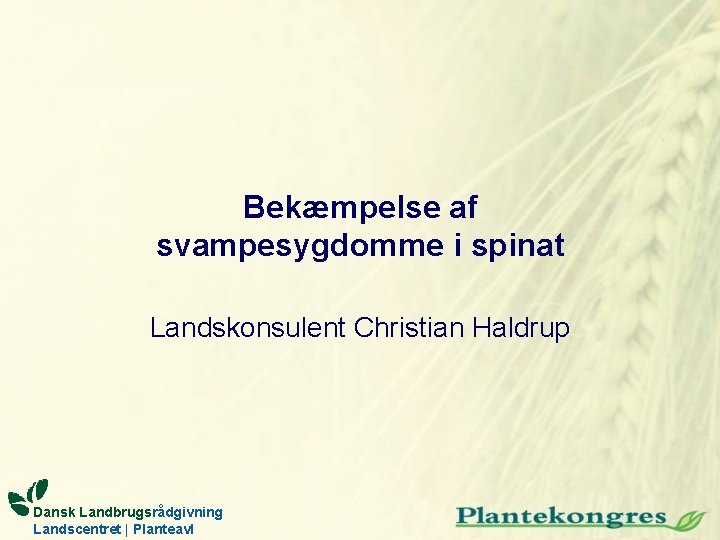 Bekæmpelse af svampesygdomme i spinat Landskonsulent Christian Haldrup Dansk Landbrugsrådgivning Landscentret | Planteavl 