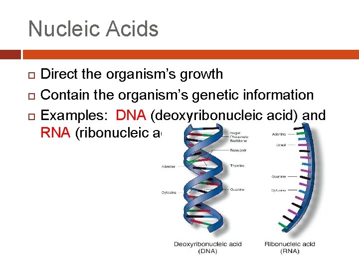 Nucleic Acids Direct the organism’s growth Contain the organism’s genetic information Examples: DNA (deoxyribonucleic