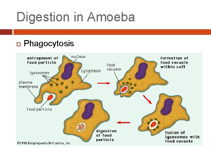Digestion in Amoeba Phagocytosis 