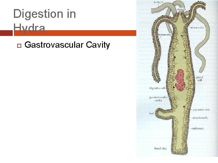 Digestion in Hydra Gastrovascular Cavity 