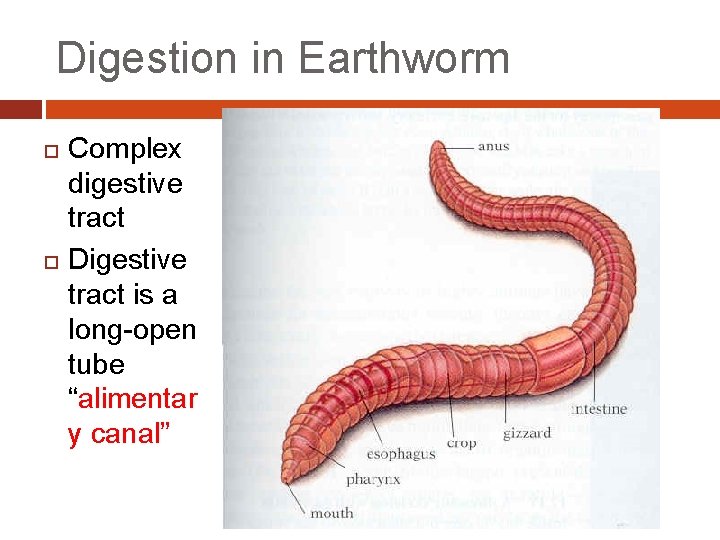Digestion in Earthworm Complex digestive tract Digestive tract is a long-open tube “alimentar y
