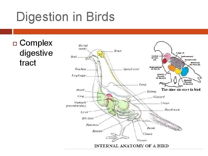 Digestion in Birds Complex digestive tract 