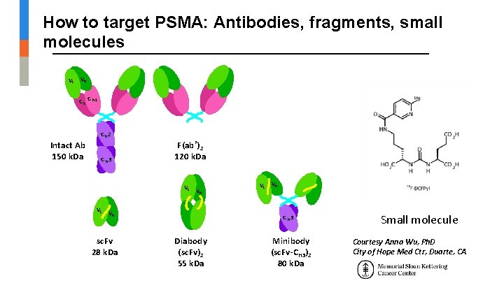 How to target PSMA: Antibodies, fragments, small molecules VL VH Ck C H 1 How to target PSMA: Antibodies, fragments, small molecules VL VH Ck C H 1