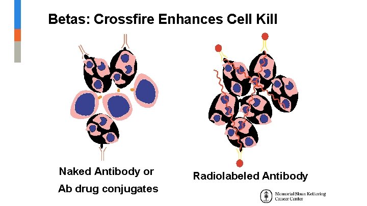 Betas: Crossfire Enhances Cell Kill Naked Antibody or Ab drug conjugates Radiolabeled Antibody Betas: Crossfire Enhances Cell Kill Naked Antibody or Ab drug conjugates Radiolabeled Antibody