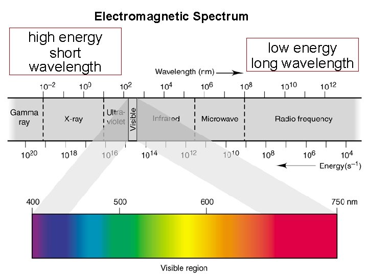 Electromagnetic Spectrum high energy short wavelength low energy long wavelength 