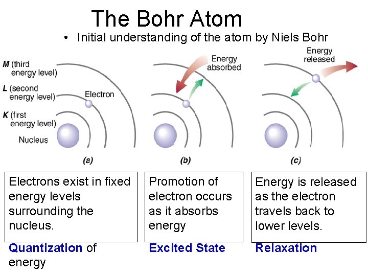 The Bohr Atom • Initial understanding of the atom by Niels Bohr 8 Electrons