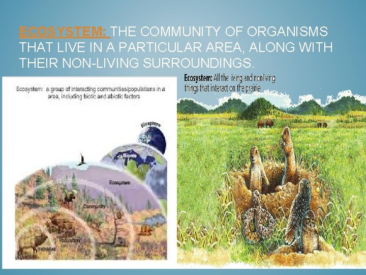 ECOSYSTEM: THE COMMUNITY OF ORGANISMS THAT LIVE IN A PARTICULAR AREA, ALONG WITH THEIR