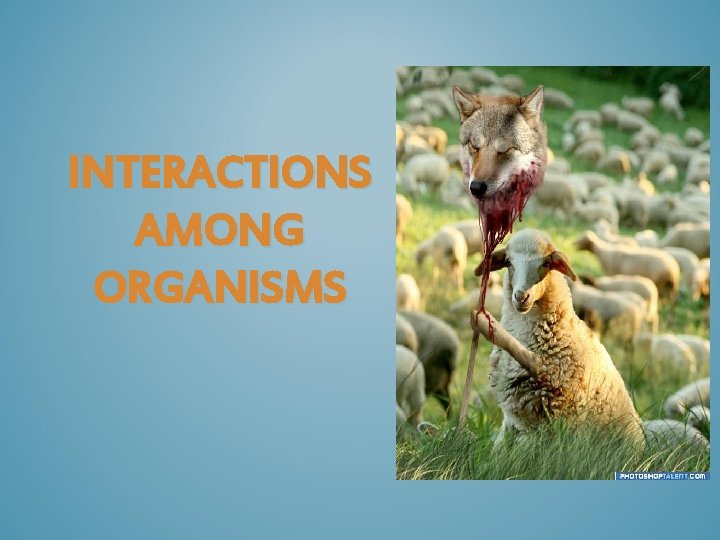 INTERACTIONS AMONG ORGANISMS 