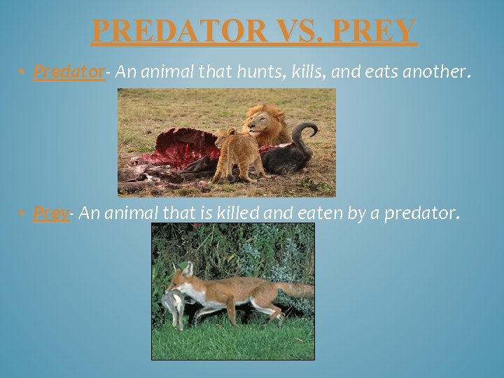 PREDATOR VS. PREY • Predator An animal that hunts, kills, and eats another. •