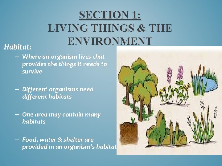 Habitat: SECTION 1: LIVING THINGS & THE ENVIRONMENT – Where an organism lives that