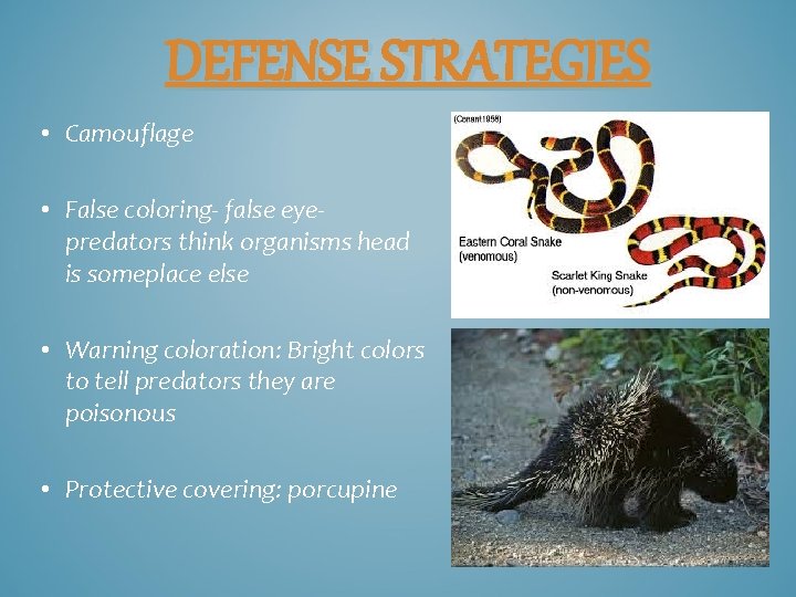 DEFENSE STRATEGIES • Camouflage • False coloring- false eyepredators think organisms head is someplace