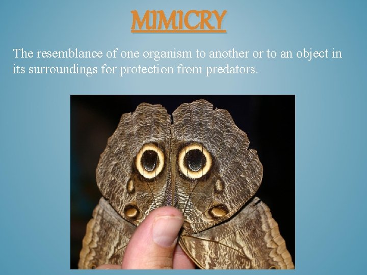MIMICRY The resemblance of one organism to another or to an object in its