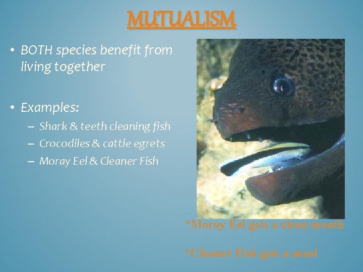 MUTUALISM • BOTH species benefit from living together • Examples: – Shark & teeth