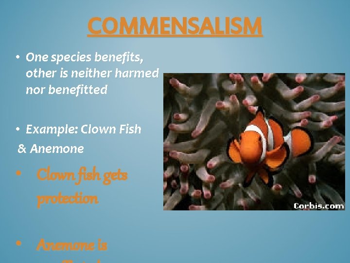 COMMENSALISM • One species benefits, other is neither harmed nor benefitted • Example: Clown