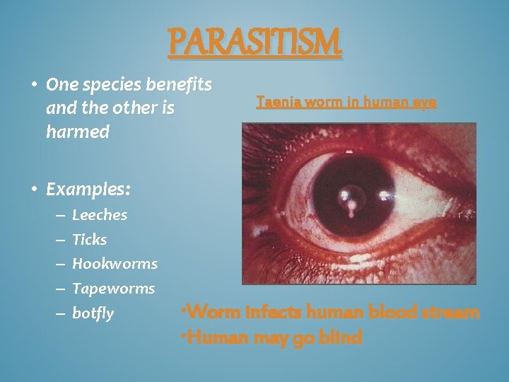 PARASITISM • One species benefits and the other is harmed Taenia worm in human