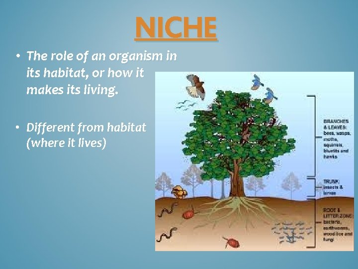 NICHE • The role of an organism in its habitat, or how it makes