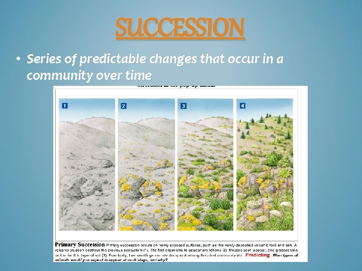 SUCCESSION • Series of predictable changes that occur in a community over time 