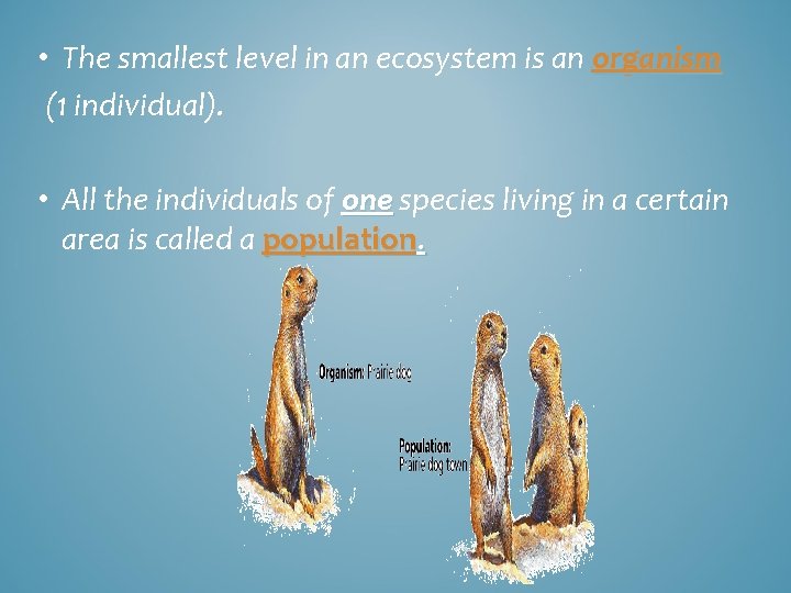  • The smallest level in an ecosystem is an organism (1 individual). •