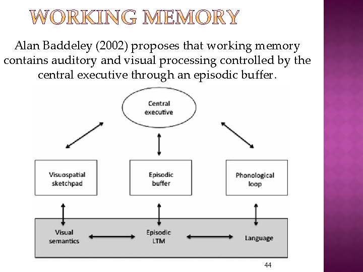 Alan Baddeley (2002) proposes that working memory contains auditory and visual processing controlled by