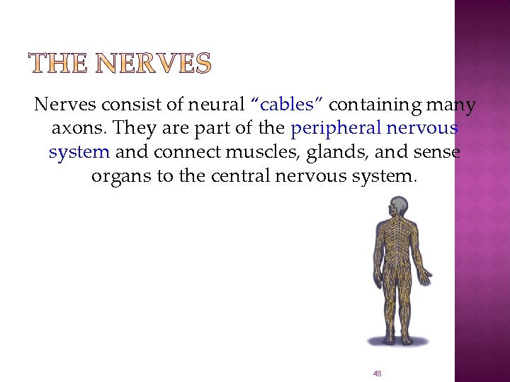 Nerves consist of neural “cables” containing many axons. They are part of the peripheral