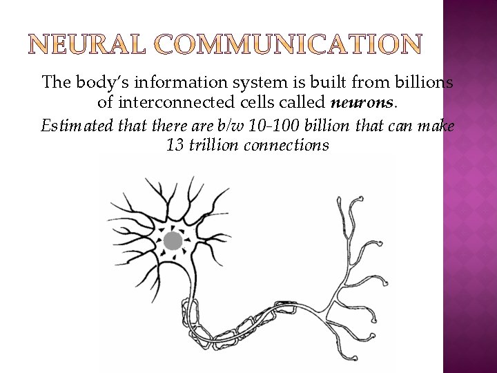 The body’s information system is built from billions of interconnected cells called neurons. Estimated