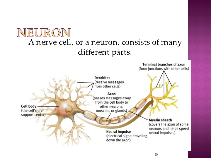 A nerve cell, or a neuron, consists of many different parts. 50 