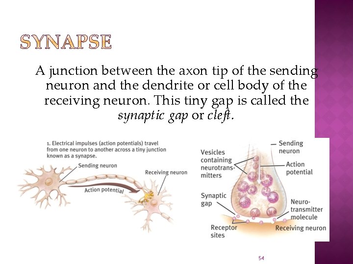 A junction between the axon tip of the sending neuron and the dendrite or