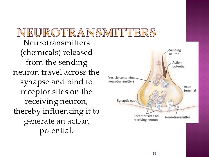 Neurotransmitters (chemicals) released from the sending neuron travel across the synapse and bind to