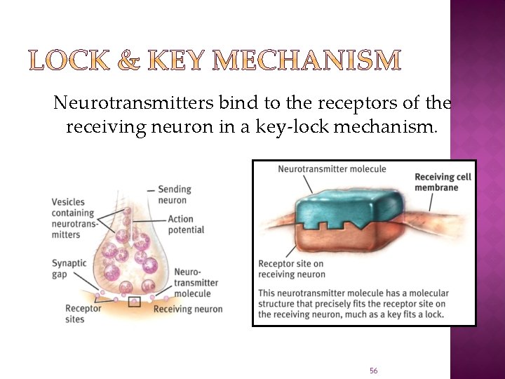 Neurotransmitters bind to the receptors of the receiving neuron in a key-lock mechanism. 56