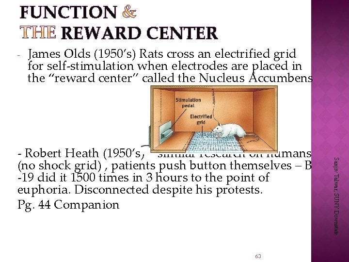 FUNCTION REWARD CENTER - James Olds (1950’s) Rats cross an electrified grid for self-stimulation