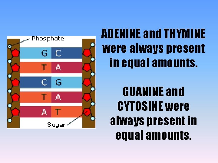ADENINE and THYMINE were always present in equal amounts. GUANINE and CYTOSINE were always