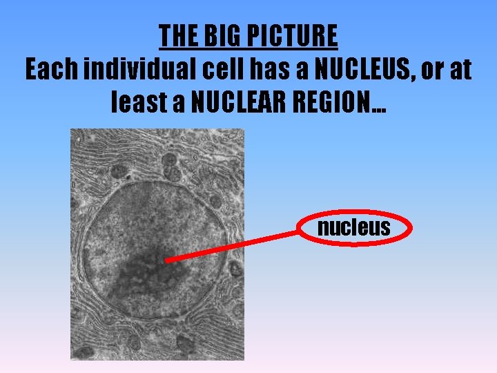THE BIG PICTURE Each individual cell has a NUCLEUS, or at least a NUCLEAR