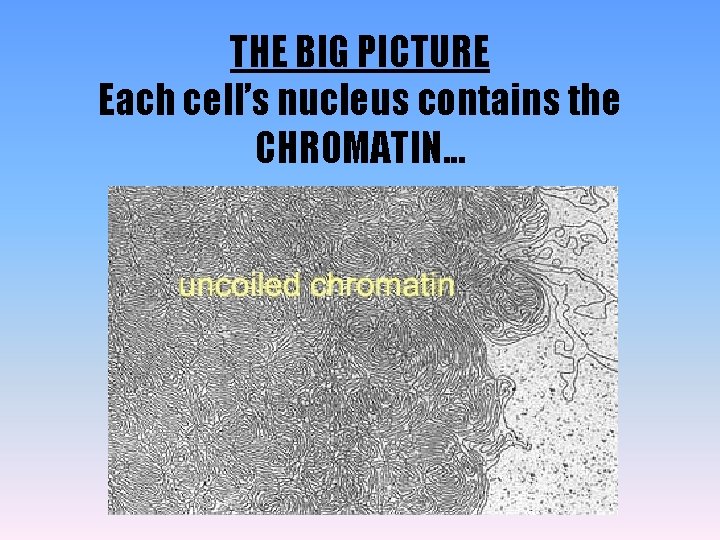 THE BIG PICTURE Each cell’s nucleus contains the CHROMATIN. . . 