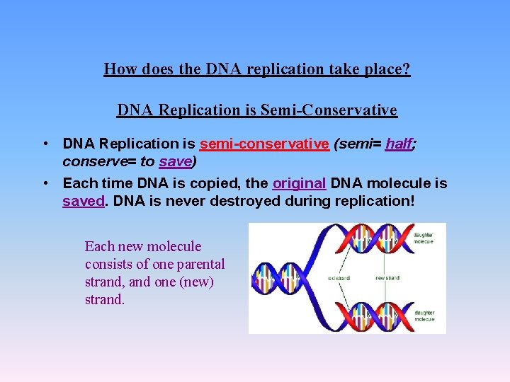 How does the DNA replication take place? DNA Replication is Semi-Conservative • DNA Replication