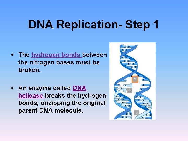 DNA Replication- Step 1 • The hydrogen bonds between the nitrogen bases must be