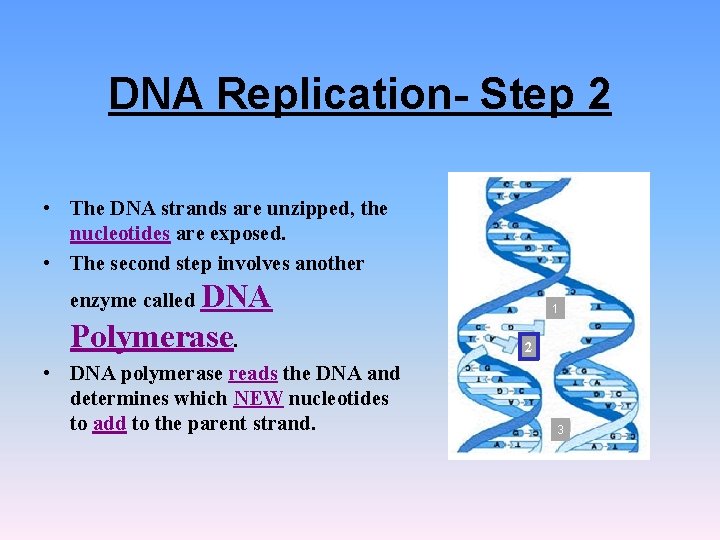 DNA Replication- Step 2 • The DNA strands are unzipped, the nucleotides are exposed.