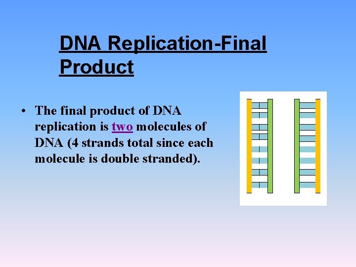 DNA Replication-Final Product • The final product of DNA replication is two molecules of