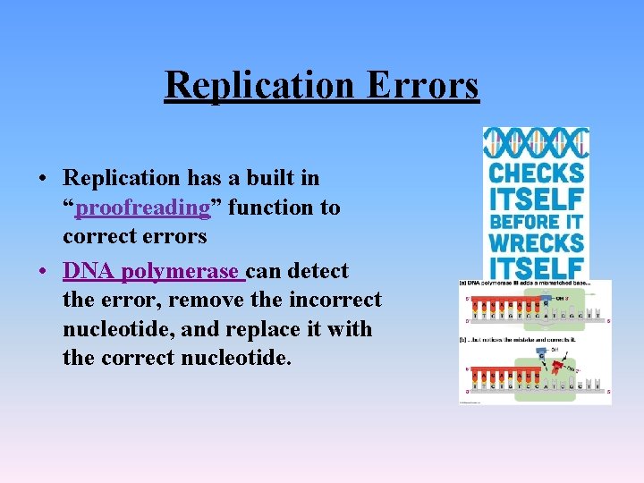 Replication Errors • Replication has a built in “proofreading” function to correct errors •