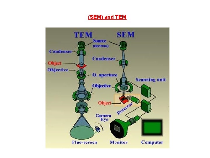 (SEM) and TEM 