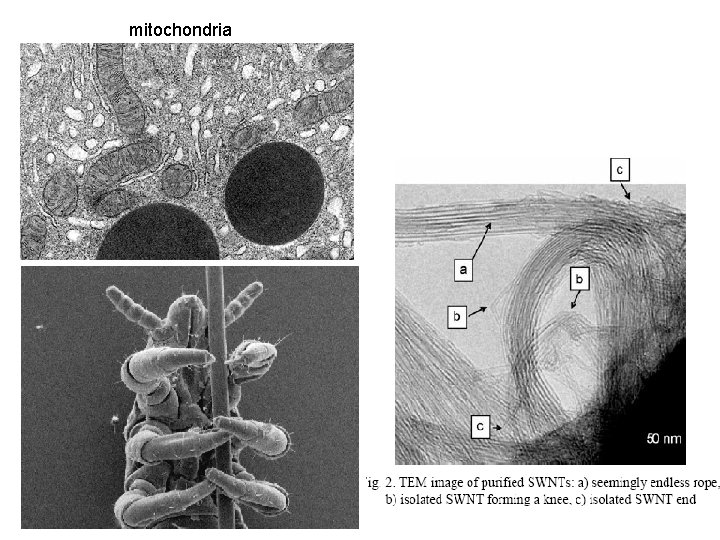 mitochondria 