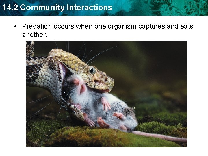 14. 2 Community Interactions • Predation occurs when one organism captures and eats another.