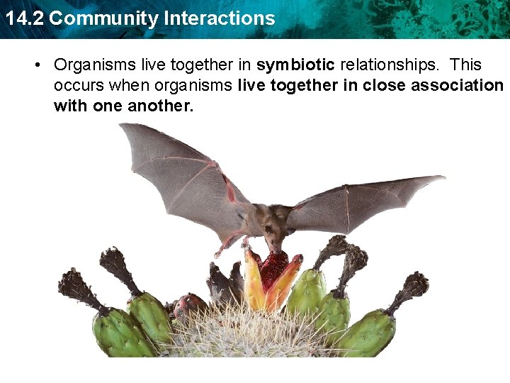 14. 2 Community Interactions • Organisms live together in symbiotic relationships. This occurs when