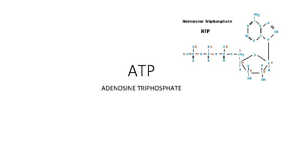 ATP ADENOSINE TRIPHOSPHATE ATP ADENOSINE TRIPHOSPHATE