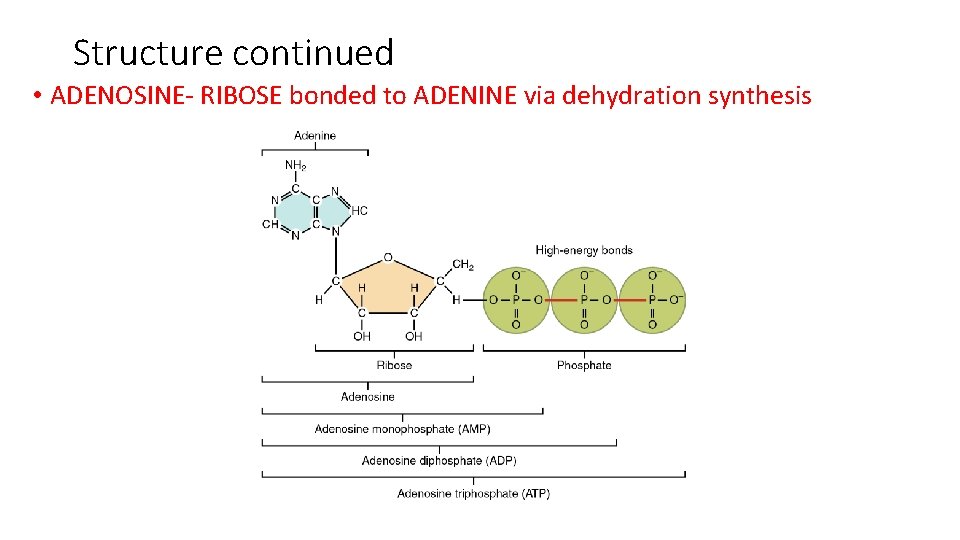 Structure continued • ADENOSINE- RIBOSE bonded to ADENINE via dehydration synthesis Structure continued • ADENOSINE- RIBOSE bonded to ADENINE via dehydration synthesis