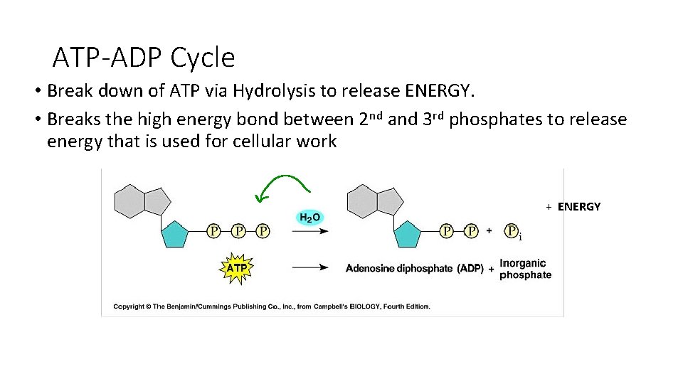 ATP-ADP Cycle • Break down of ATP via Hydrolysis to release ENERGY. • Breaks ATP-ADP Cycle • Break down of ATP via Hydrolysis to release ENERGY. • Breaks