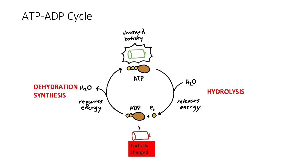 ATP-ADP Cycle DEHYDRATION SYNTHESIS HYDROLYSIS Partially charged ATP-ADP Cycle DEHYDRATION SYNTHESIS HYDROLYSIS Partially charged