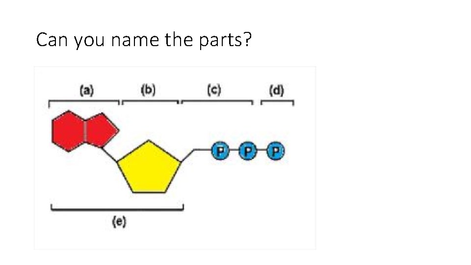 Can you name the parts? Can you name the parts?
