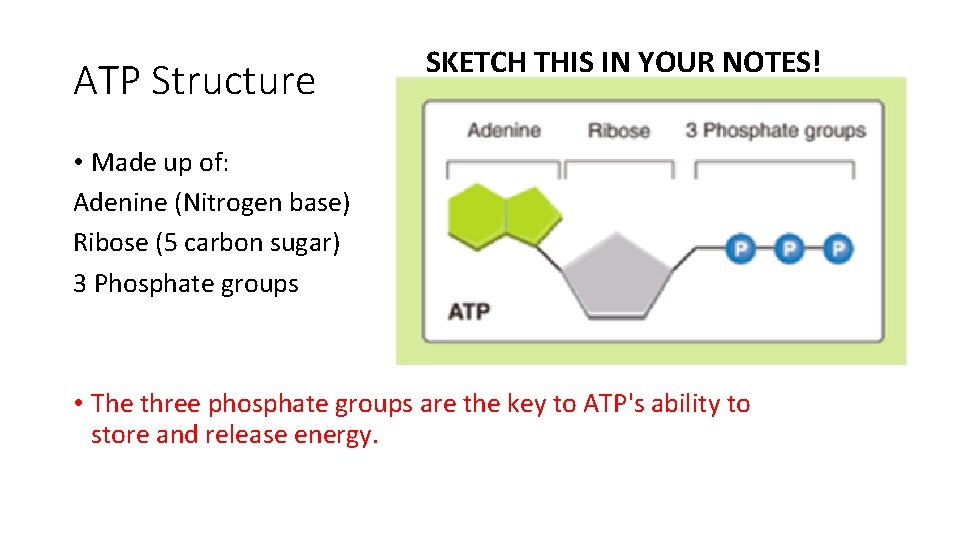 ATP Structure SKETCH THIS IN YOUR NOTES! • Made up of: Adenine (Nitrogen base) ATP Structure SKETCH THIS IN YOUR NOTES! • Made up of: Adenine (Nitrogen base)